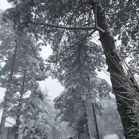 Konstantin * Zlatibor